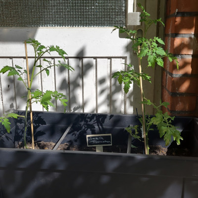 Unsere Tomaten