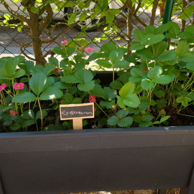 Unsere Erdbeeren