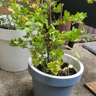 Unsere Stachelbeere