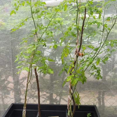 Unsere Tomaten