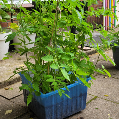 Unsere Tomaten