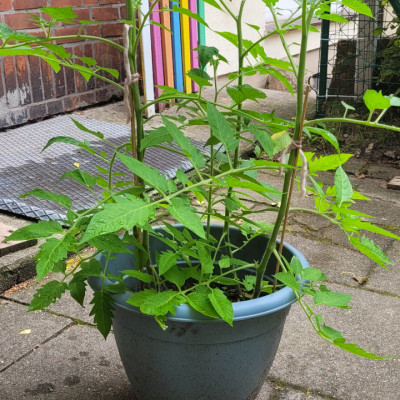 Unsere Tomaten