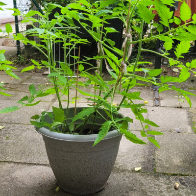 Unsere Tomaten